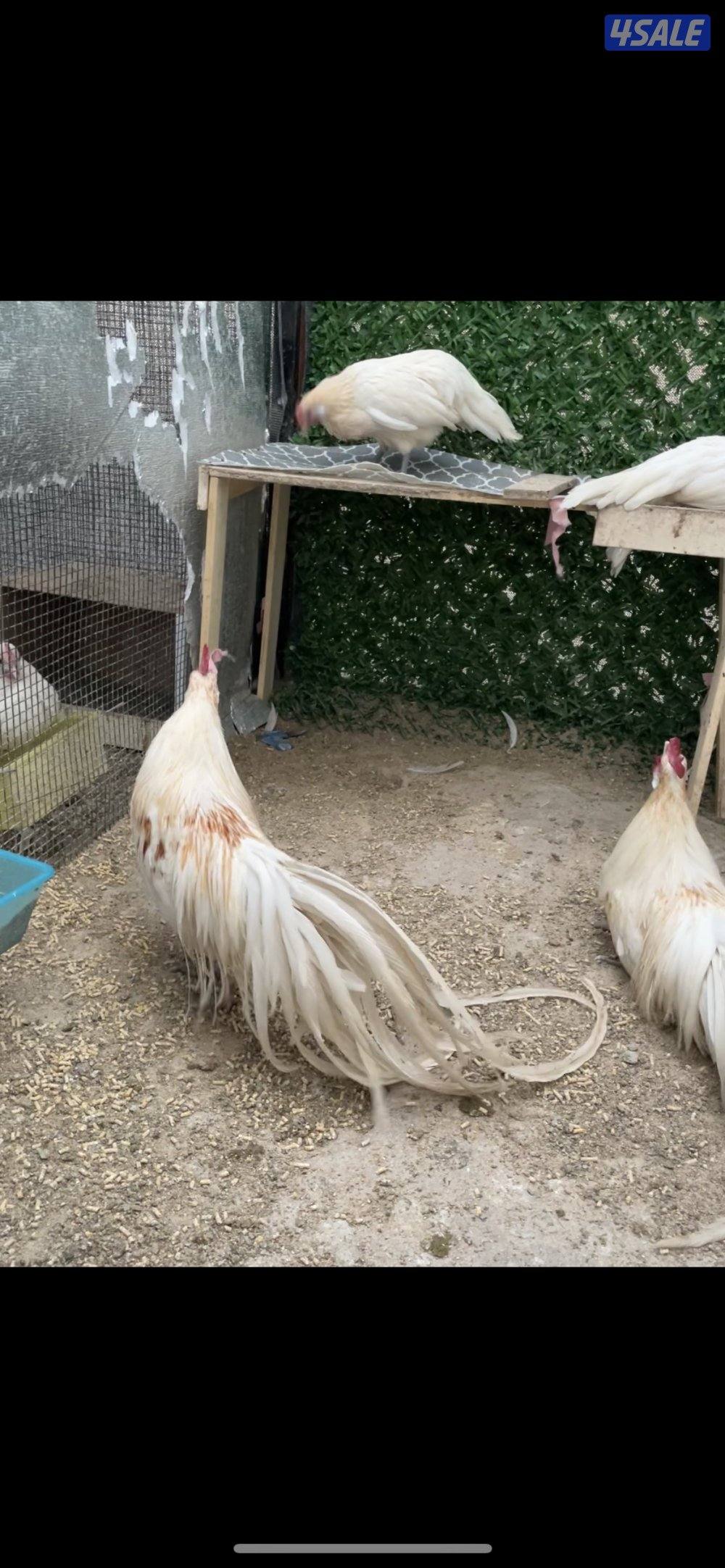 مجاميع فينكس منتجه1