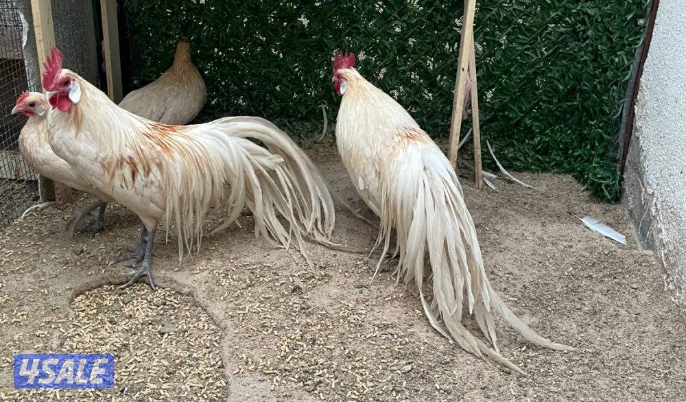 مجاميع فينكس منتجه2