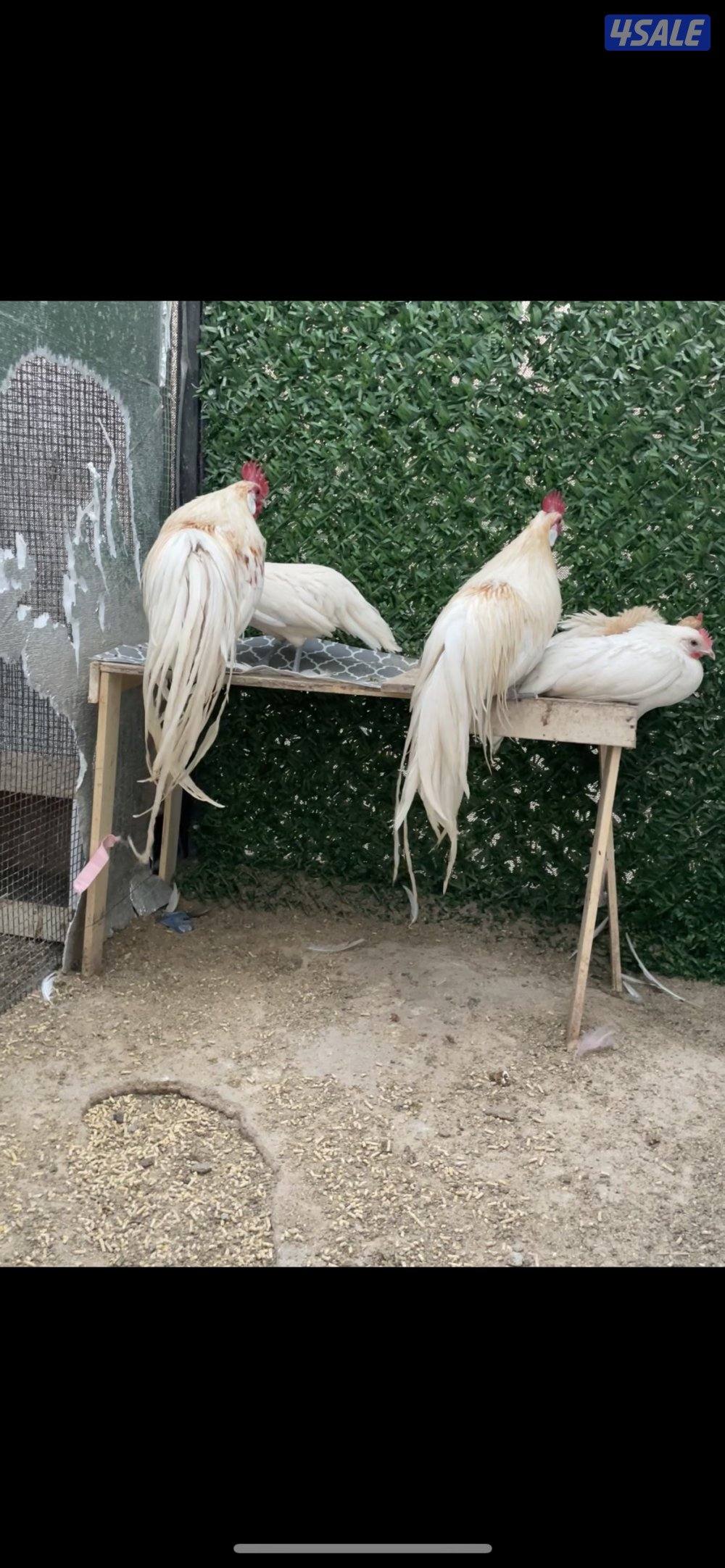 مجاميع فينكس منتجه3