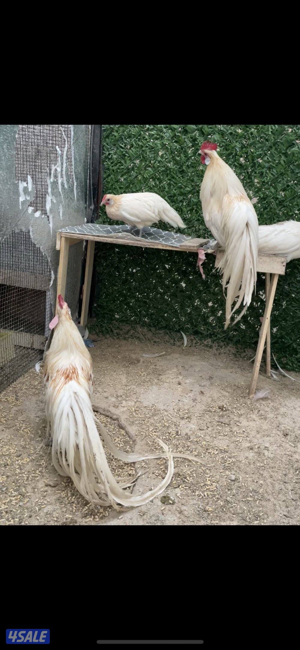 مجاميع فينكس منتجه4