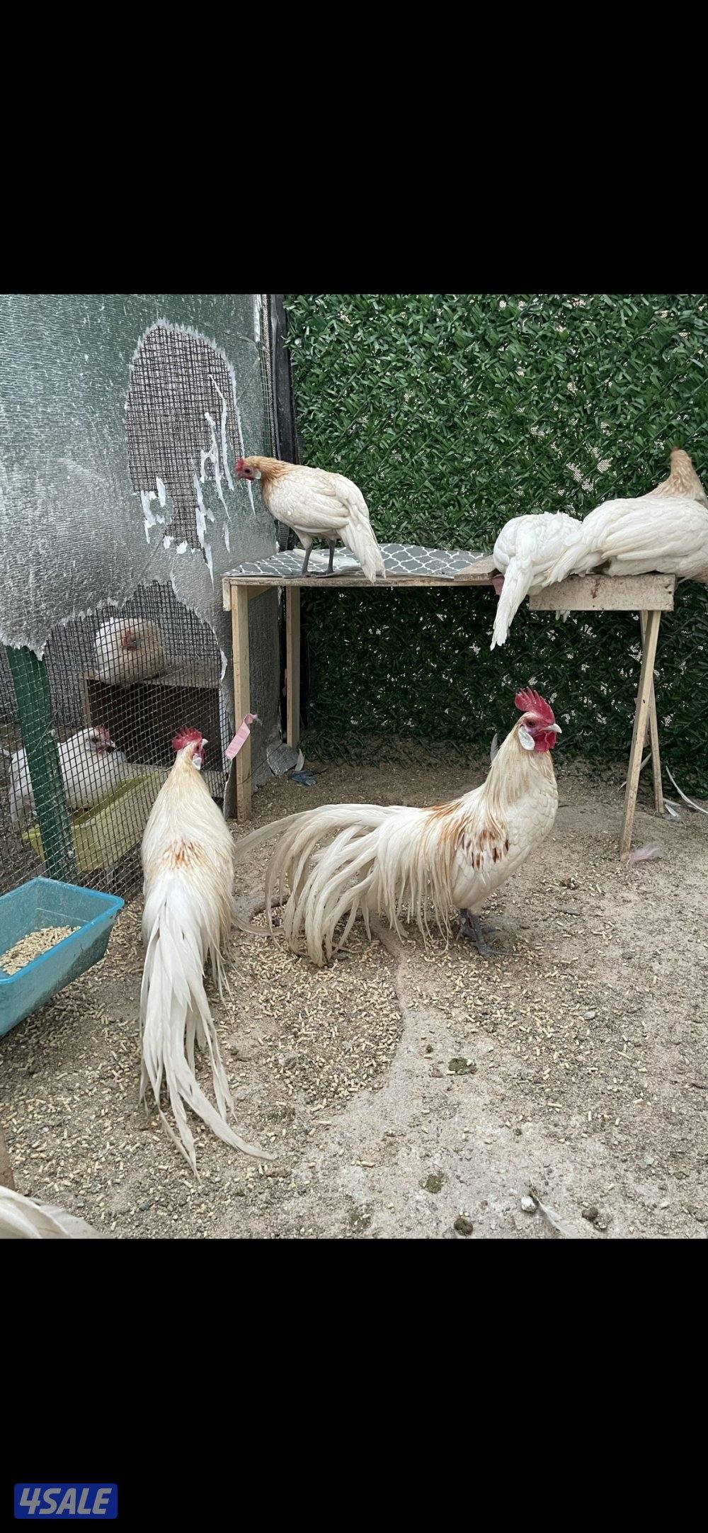 مجاميع فينكس منتجه6