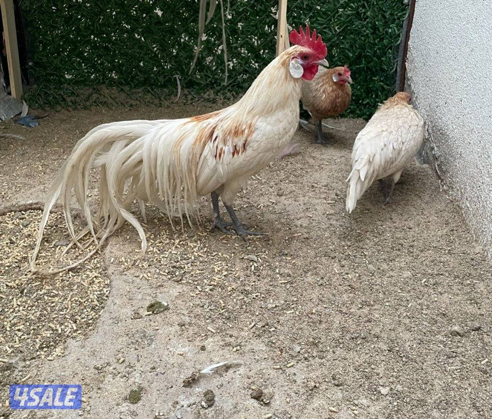 مجاميع فينكس منتجه7