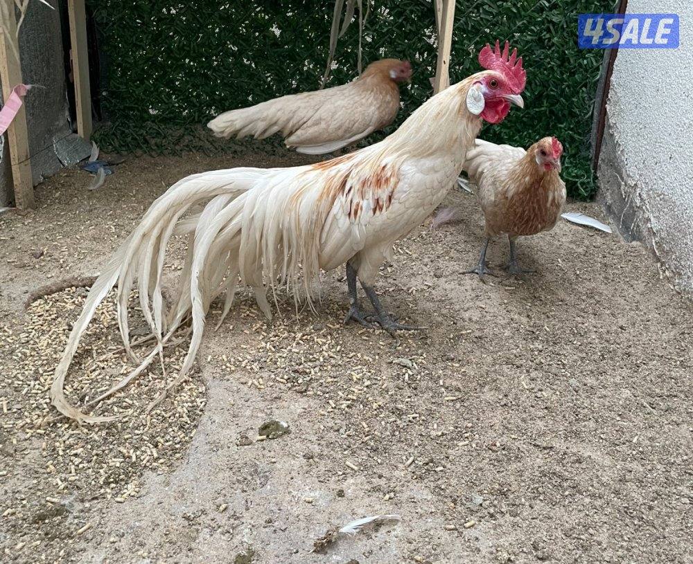 مجاميع فينكس منتجه8