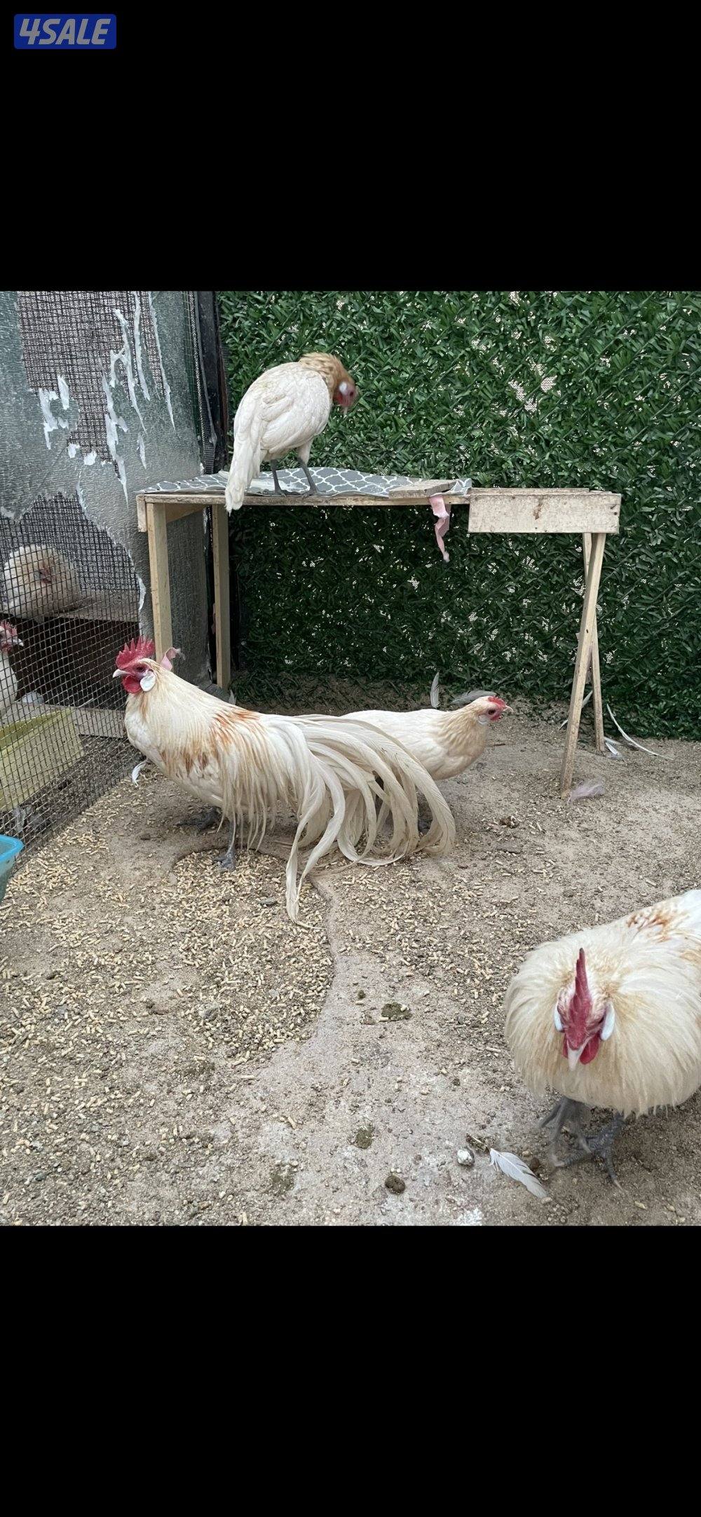 مجاميع فينكس منتجه10