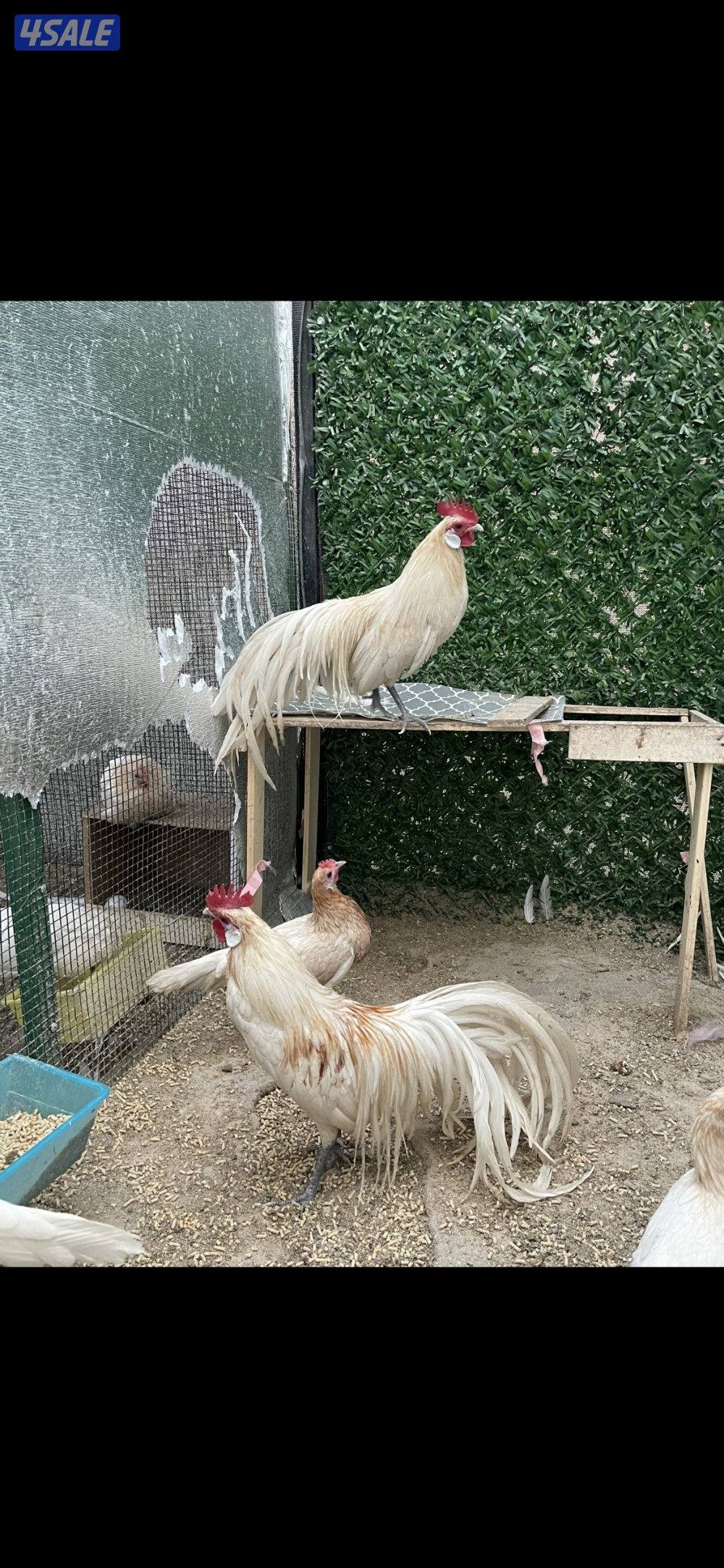 مجاميع فينكس منتجه11