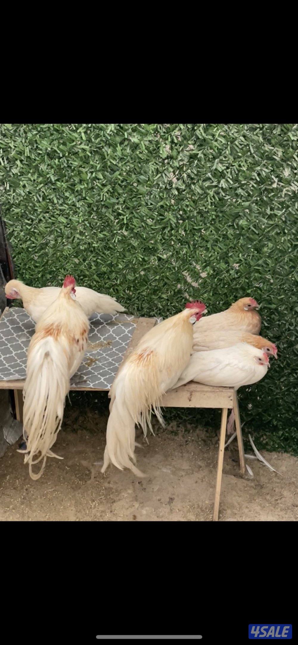 مجاميع فينكس منتجه12