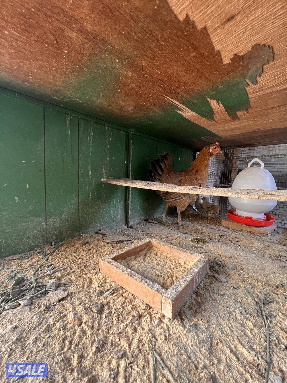 للبيع دجاج مع فروخه يوجد اربع دجاجات حاليا0