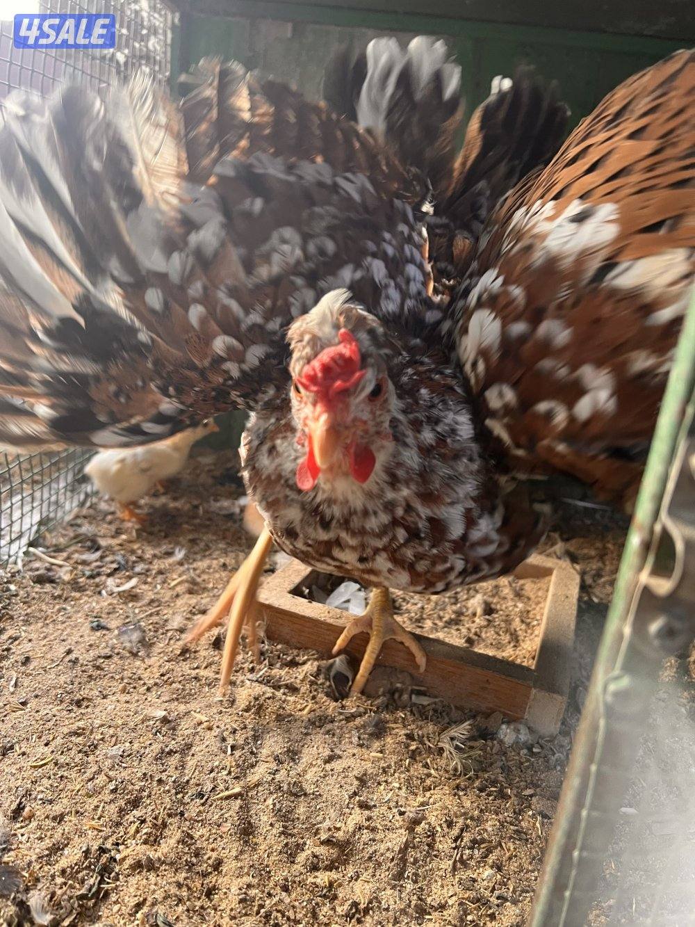 للبيع دجاج مع فروخه يوجد اربع دجاجات حاليا1