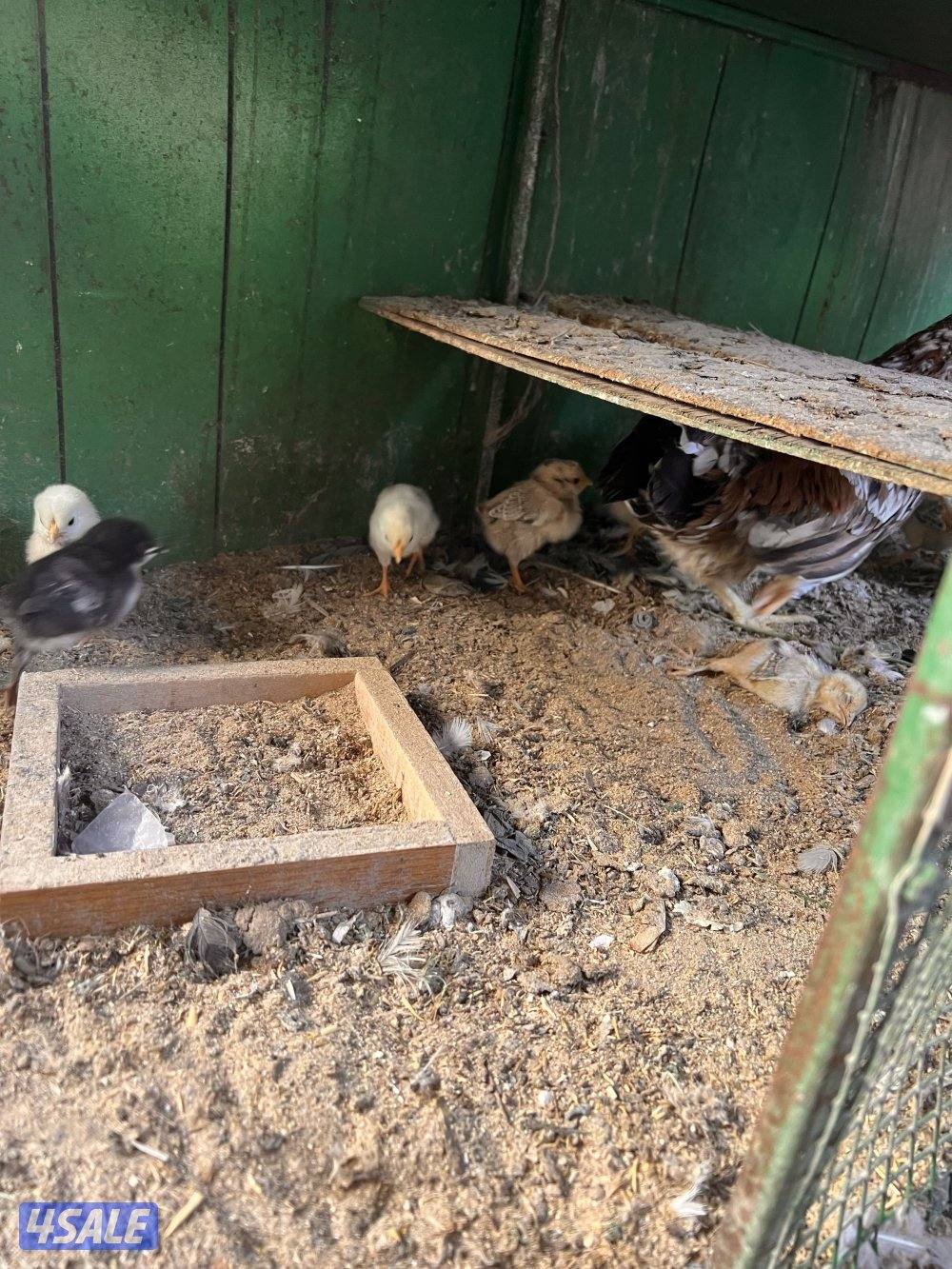 للبيع دجاج مع فروخه يوجد اربع دجاجات حاليا2