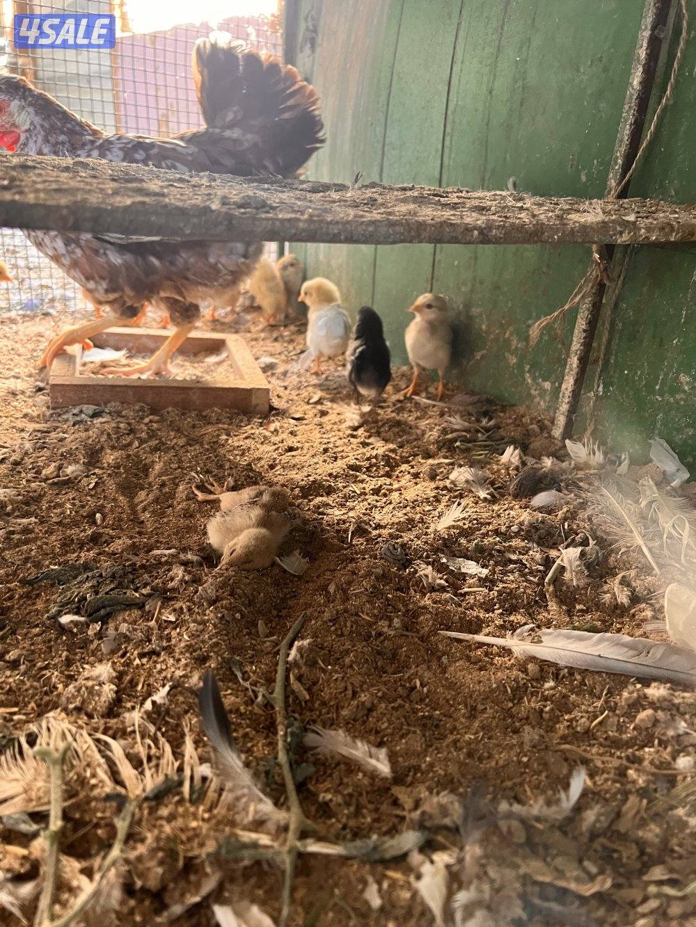 للبيع دجاج مع فروخه يوجد اربع دجاجات حاليا3