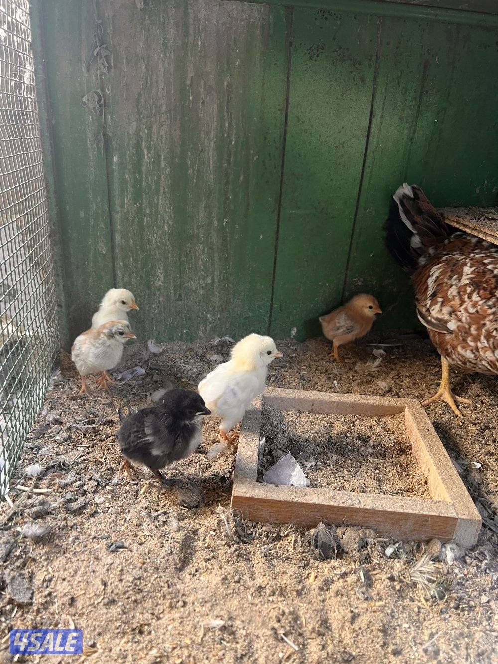 للبيع دجاج مع فروخه يوجد اربع دجاجات حاليا4