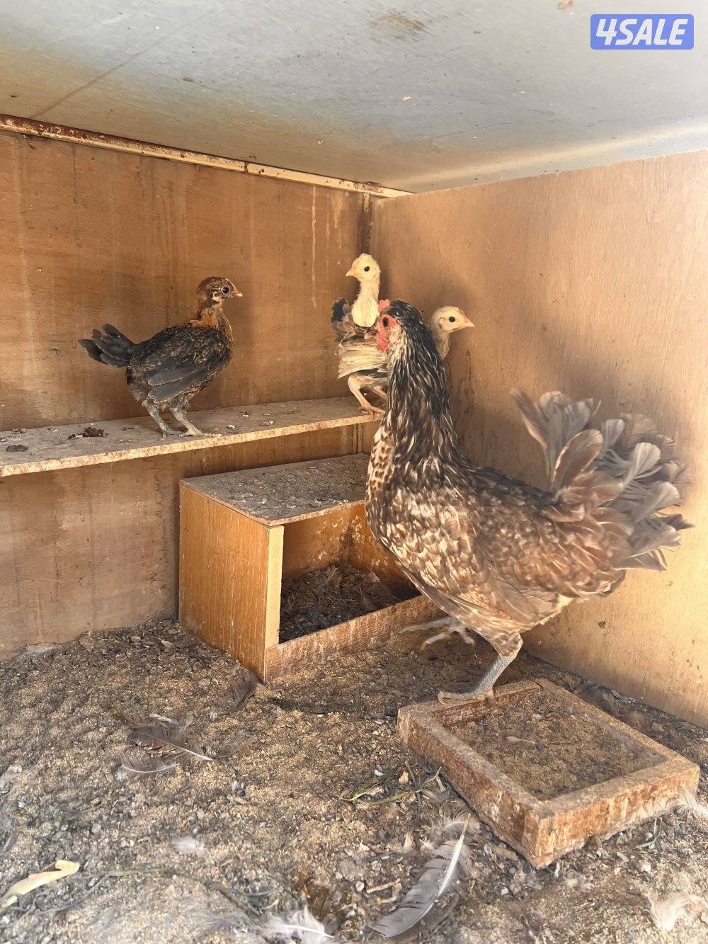 للبيع دجاج مع فروخه يوجد اربع دجاجات حاليا5