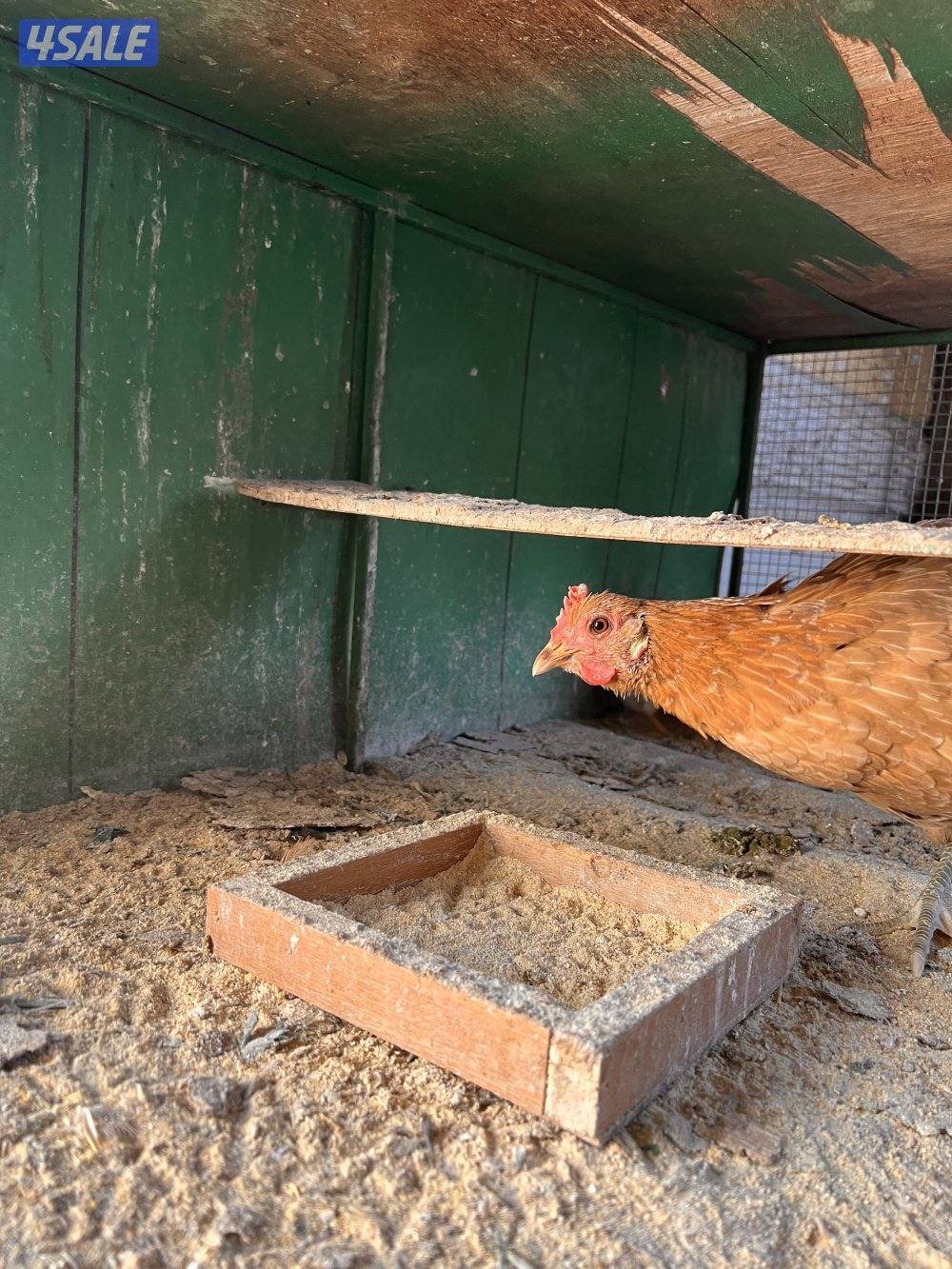 للبيع دجاج مع فروخه يوجد اربع دجاجات حاليا6