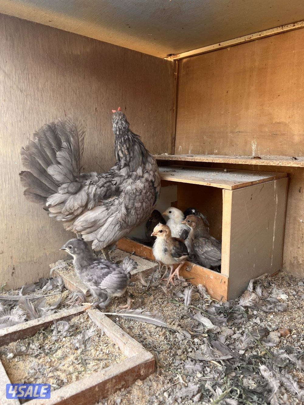 للبيع دجاج مع فروخه يوجد اربع دجاجات حاليا8