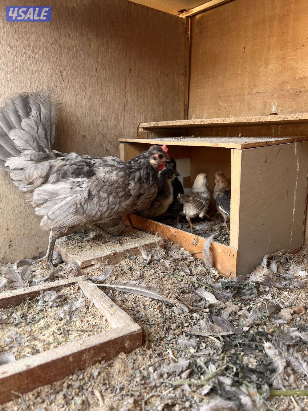 للبيع دجاج مع فروخه يوجد اربع دجاجات حاليا9