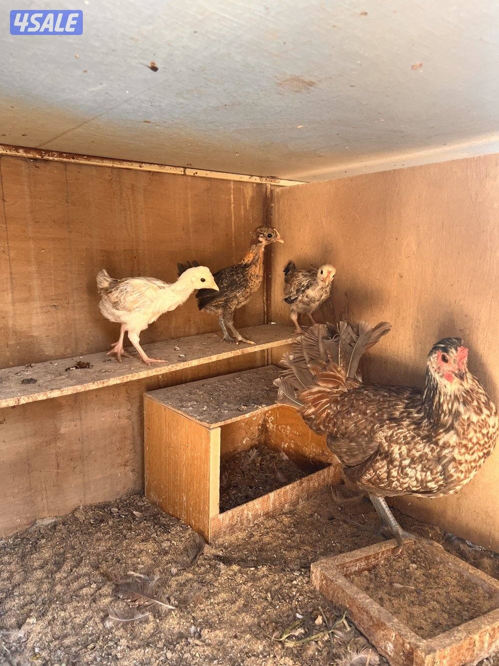 للبيع دجاج مع فروخه يوجد اربع دجاجات حاليا10