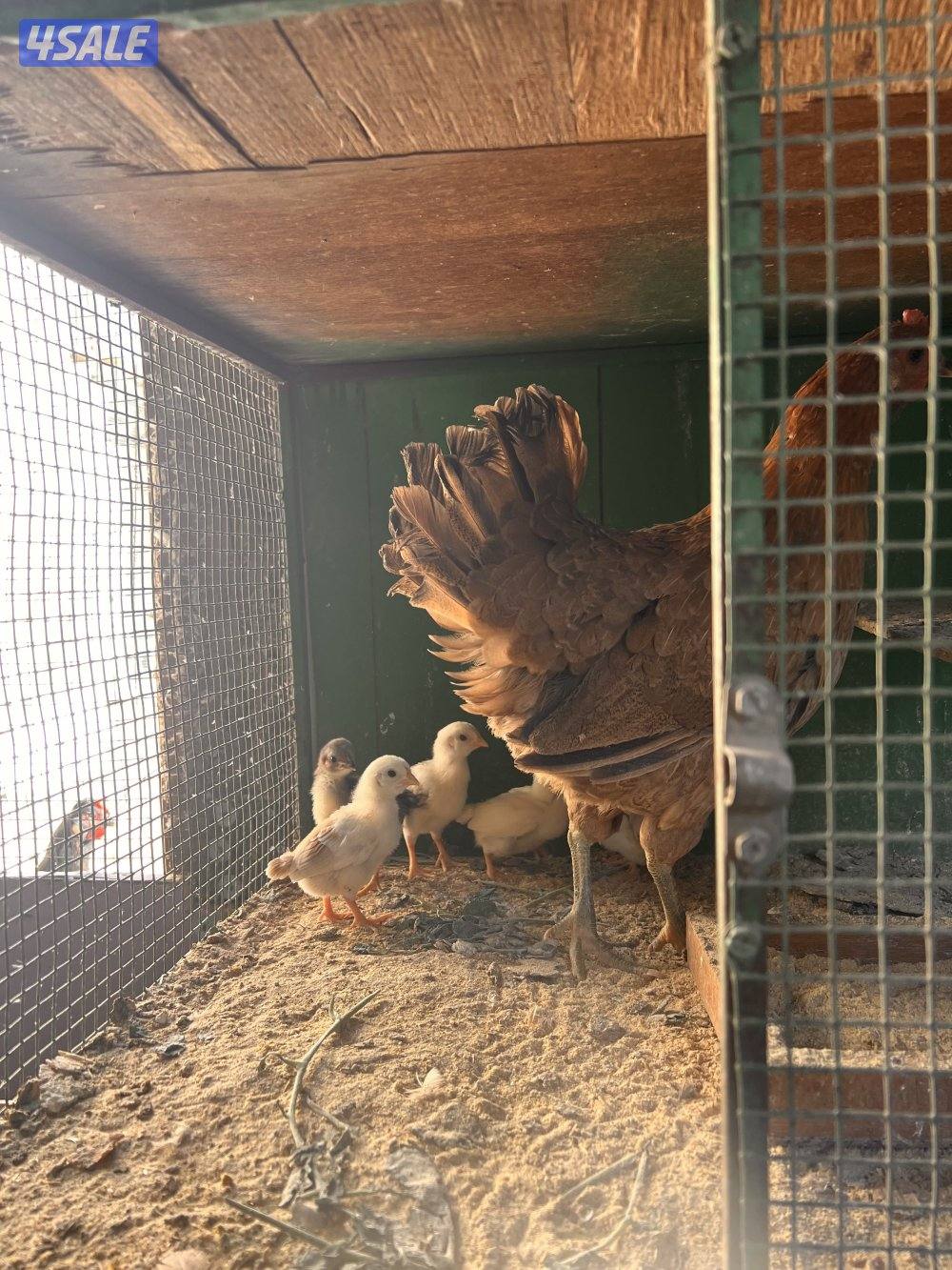 للبيع دجاج مع فروخه يوجد اربع دجاجات حاليا11