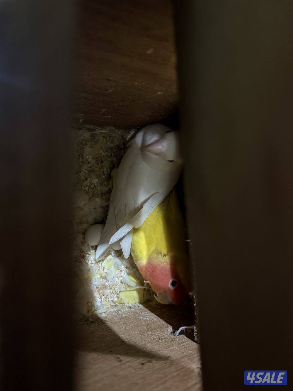 للبيع زوج منتج شرط زوج القفص أو بدون سعر غير1