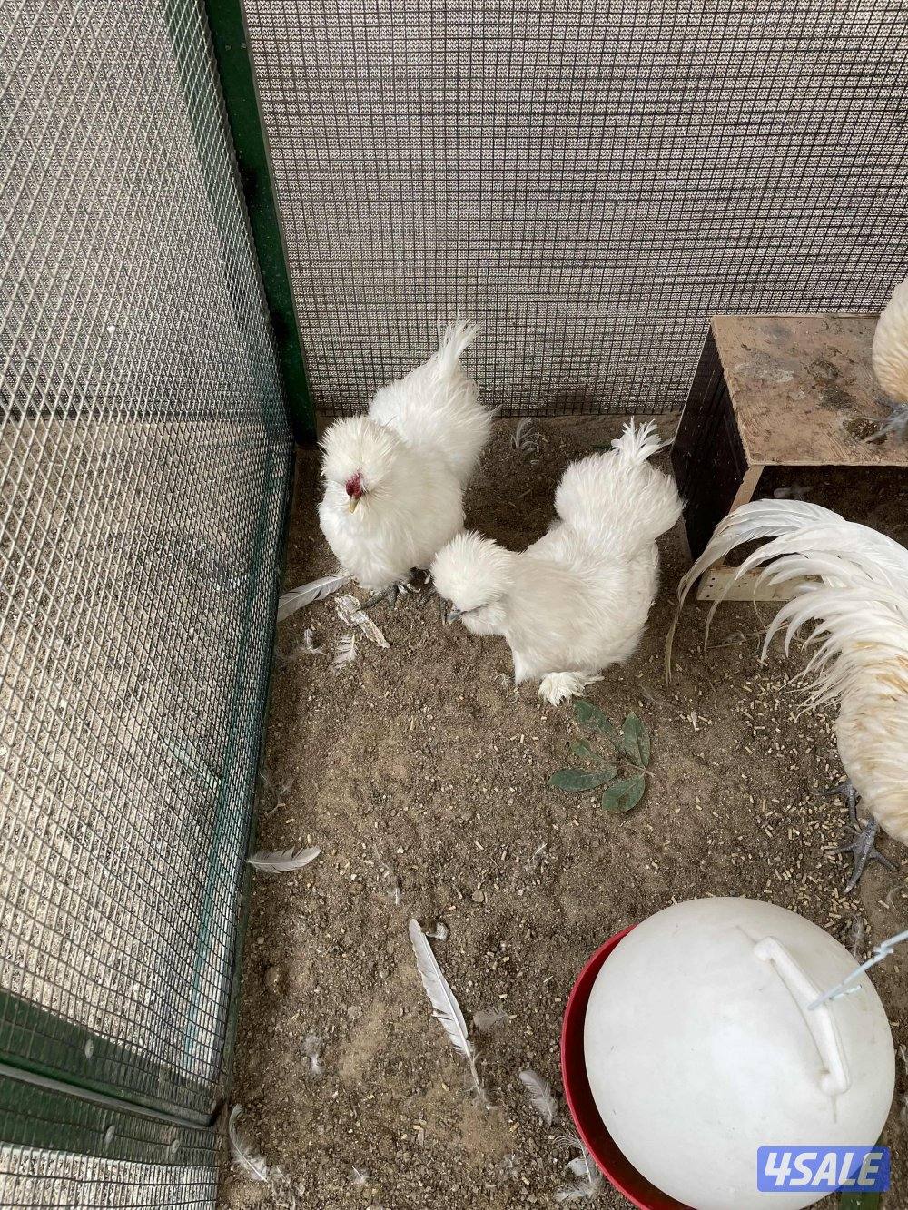 مجاميع فينكس منتجه13