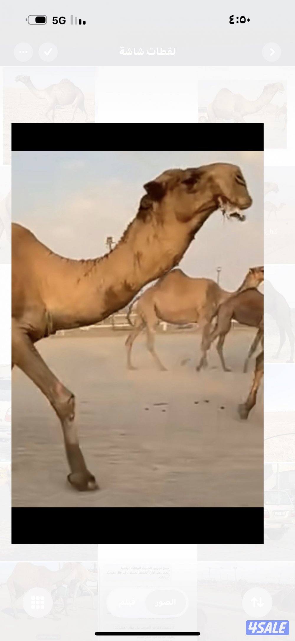 للبيع فحل منتج0