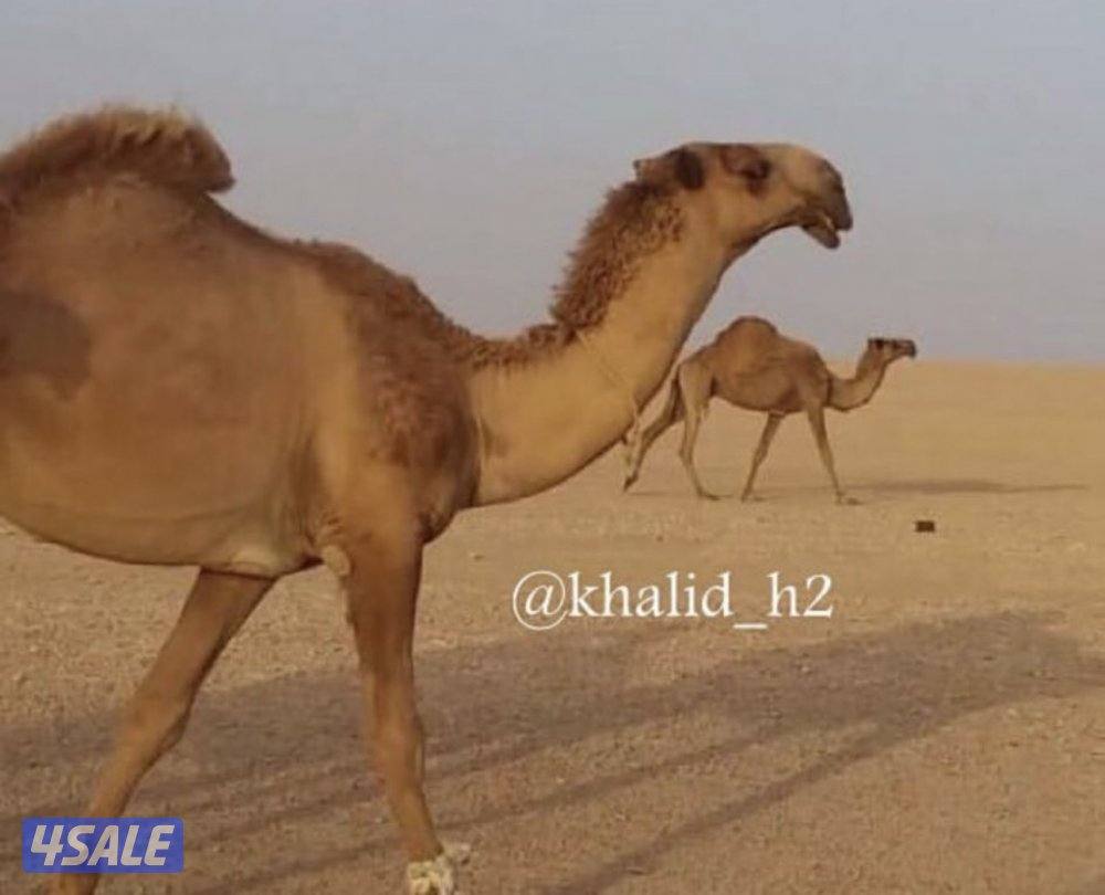 للبيع فحل منتج1