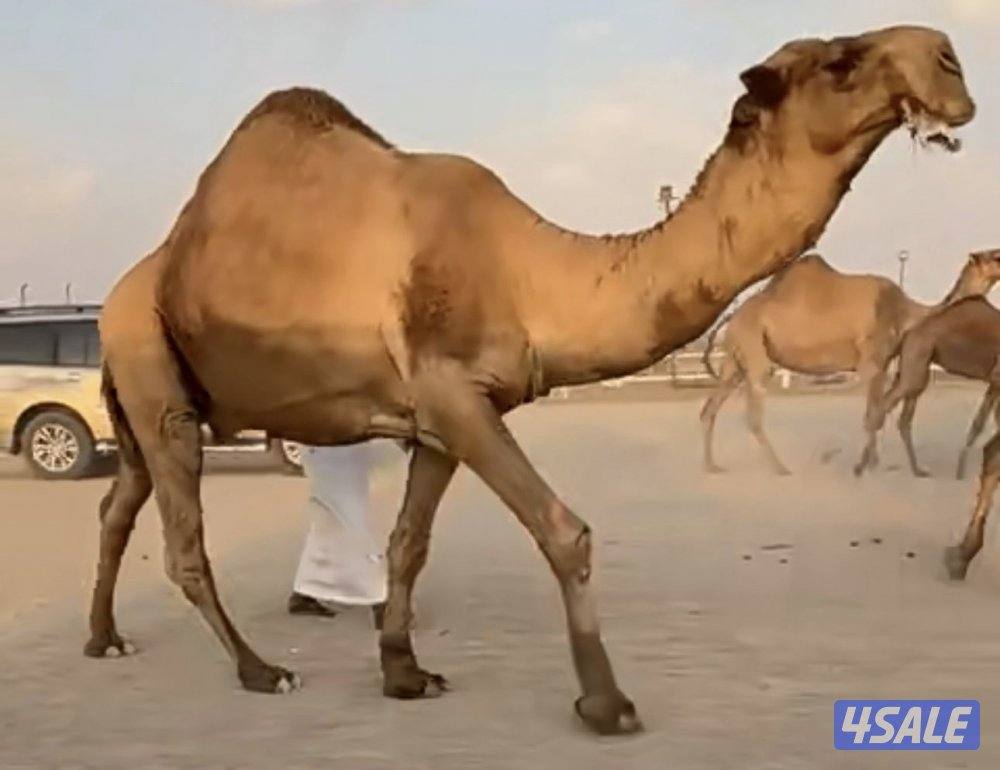 للبيع فحل منتج2