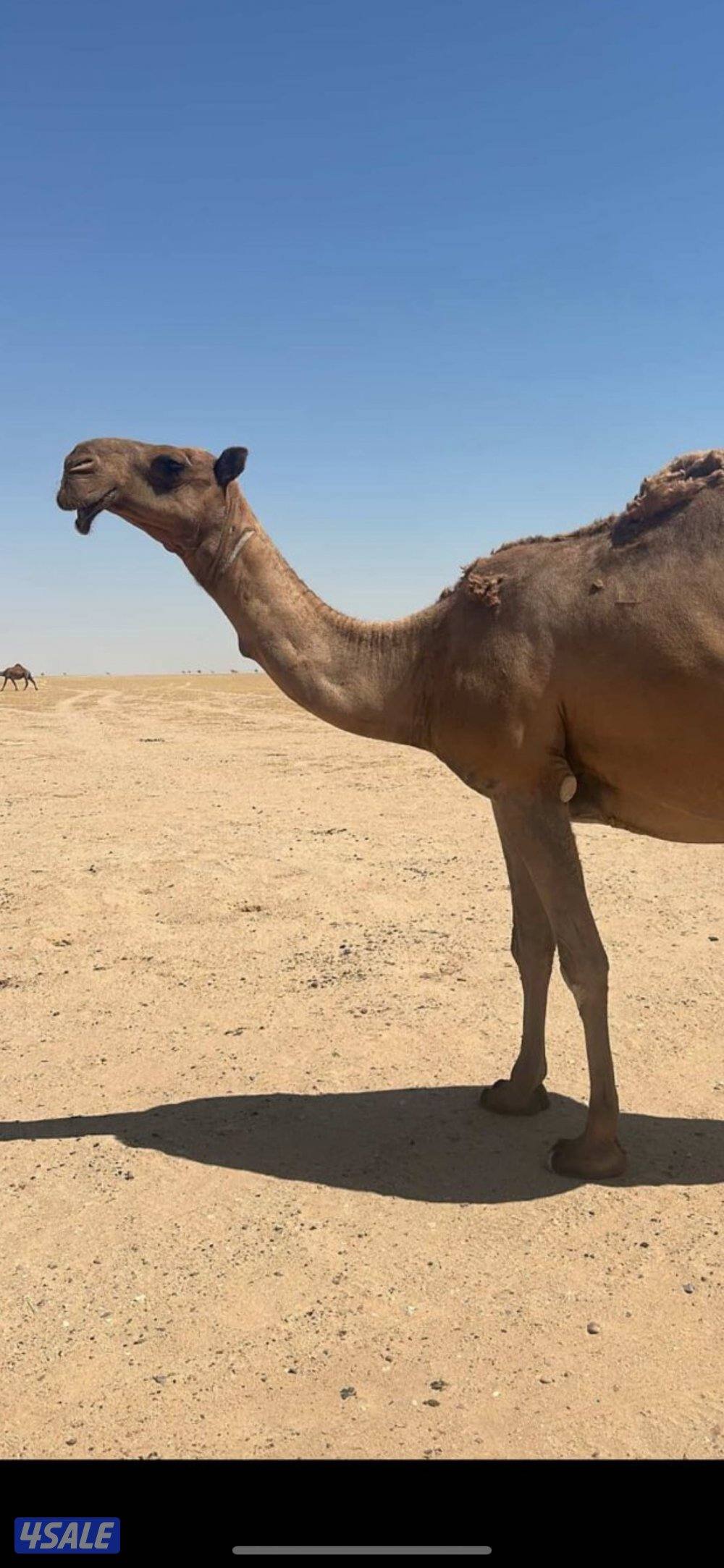 للبيع فحل منتج3