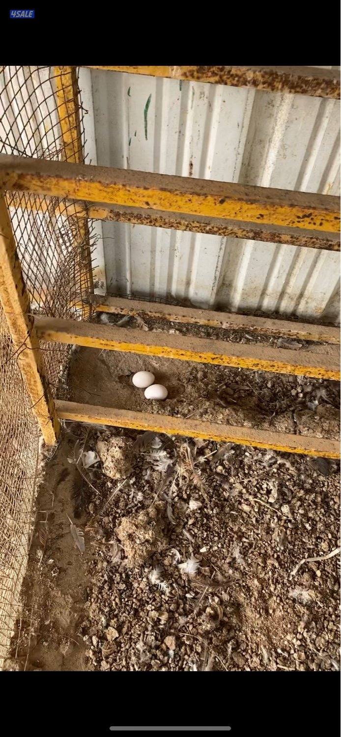 عربي قديم سيافي بياض0