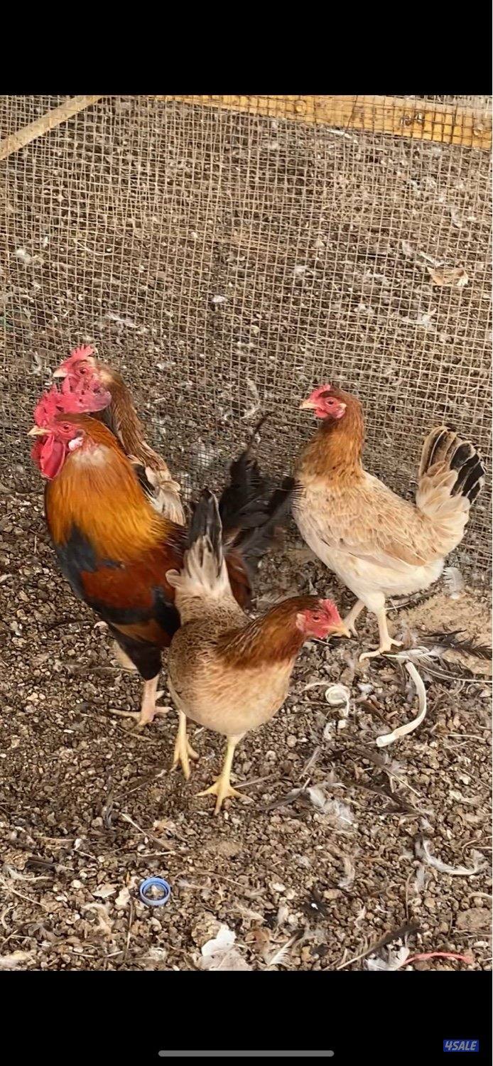 عربي قديم سيافي بياض1