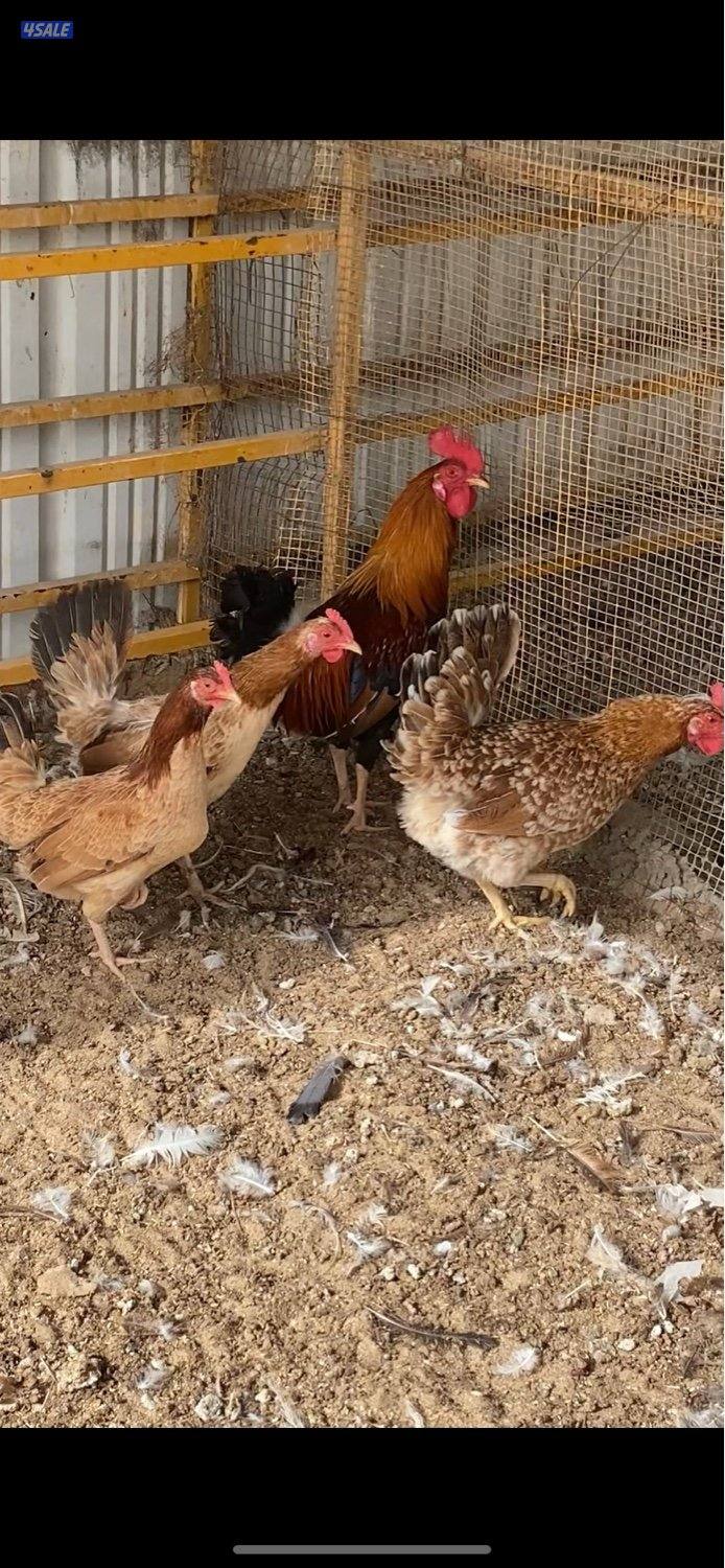 عربي قديم سيافي بياض2