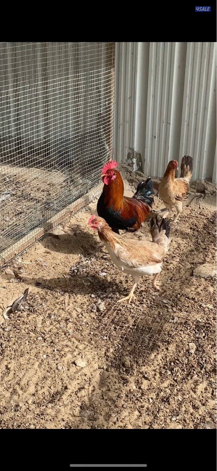 عربي قديم سيافي بياض3