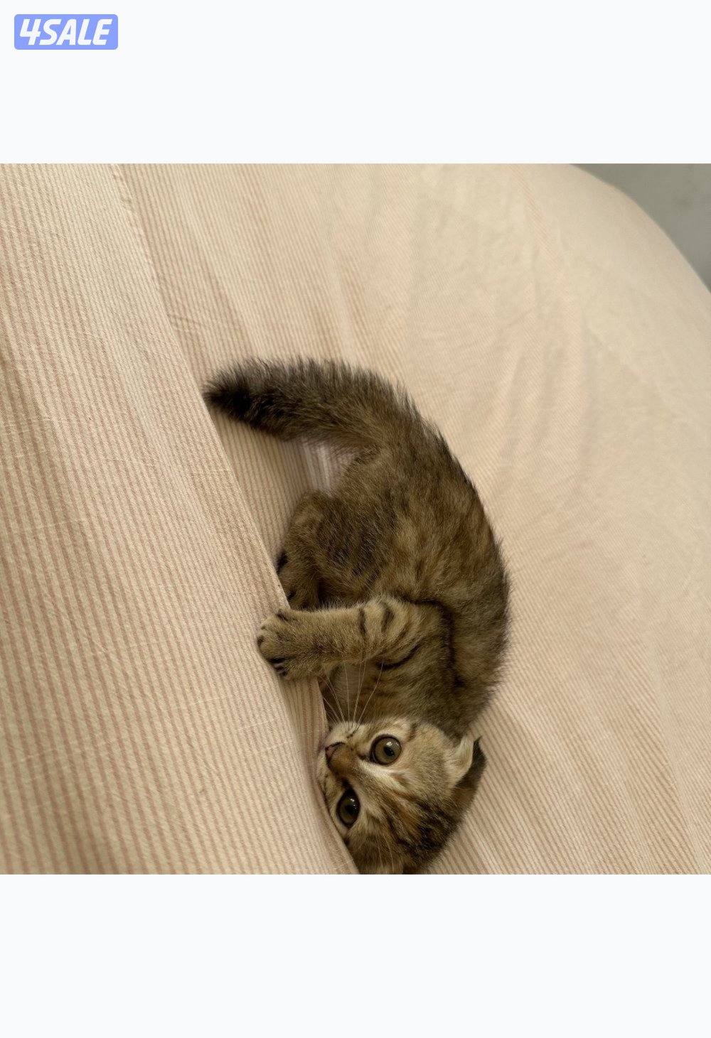 سكوتش فولد العمر شهرين1