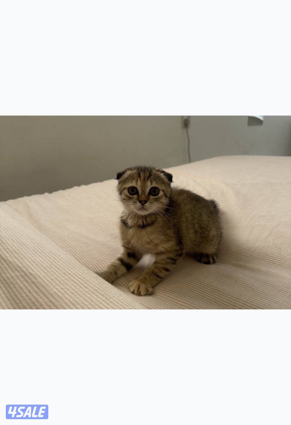 سكوتش فولد العمر شهرين0