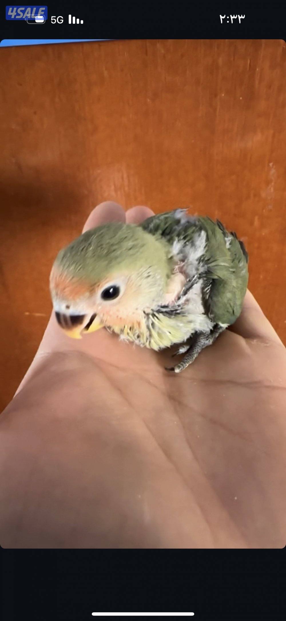 فروخ اللوف بيرد0