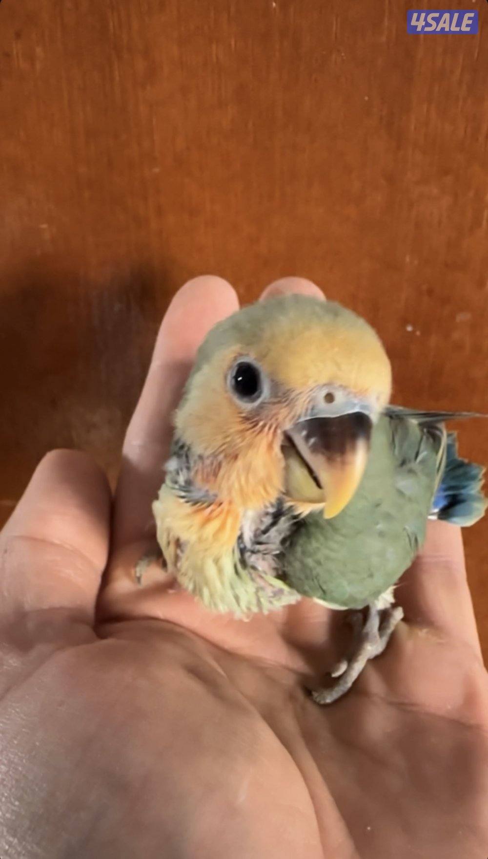 فروخ اللوف بيرد2