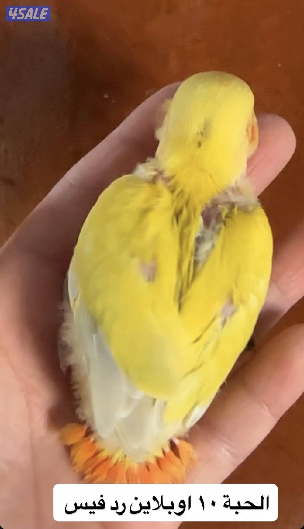 فروخ اللوف بيرد3