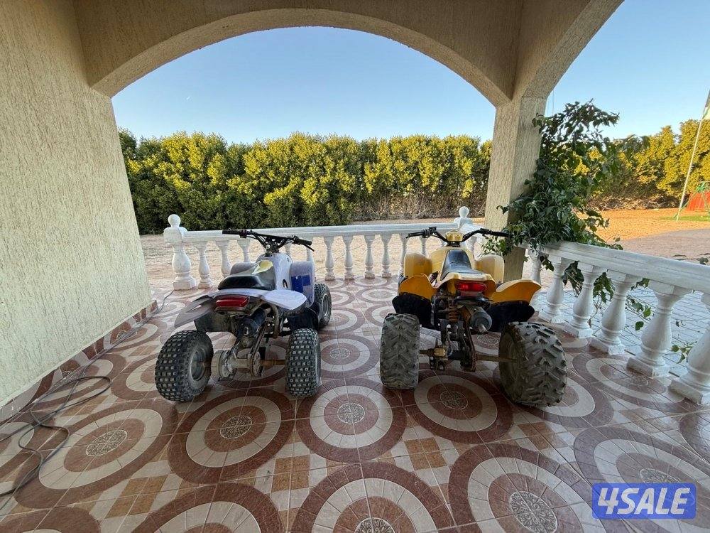 بقيات عميري2