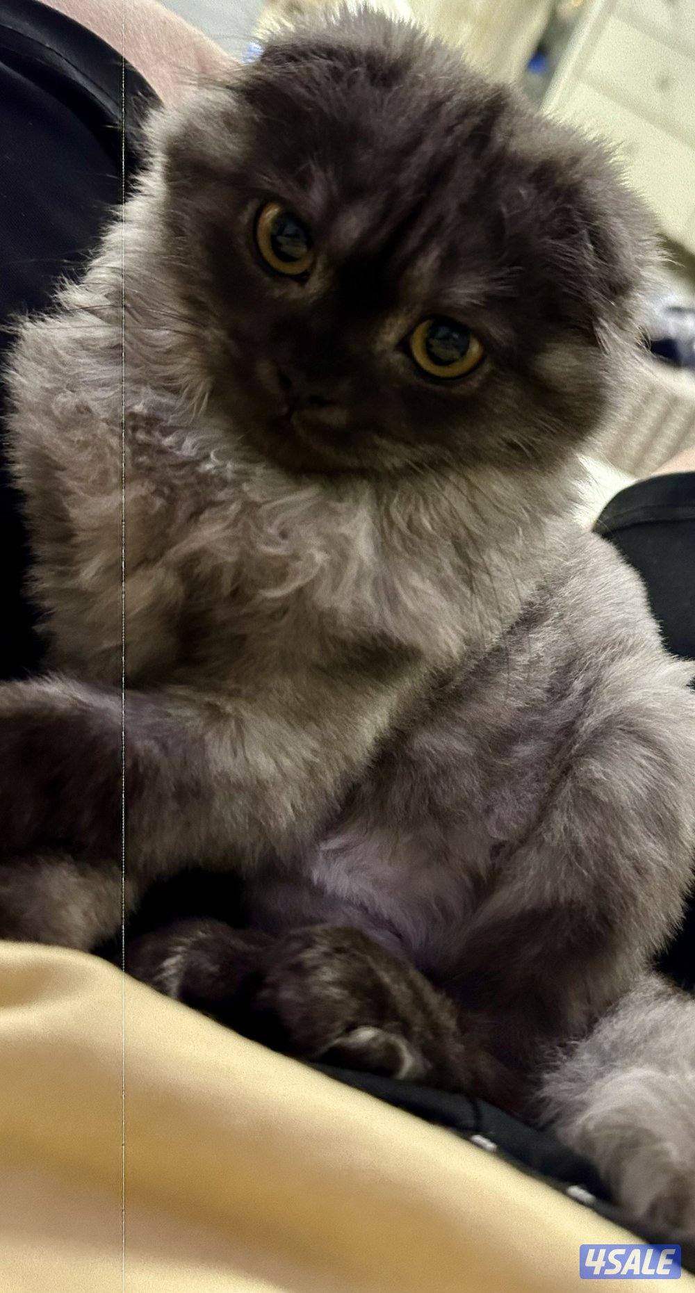 سكوتش فولد4