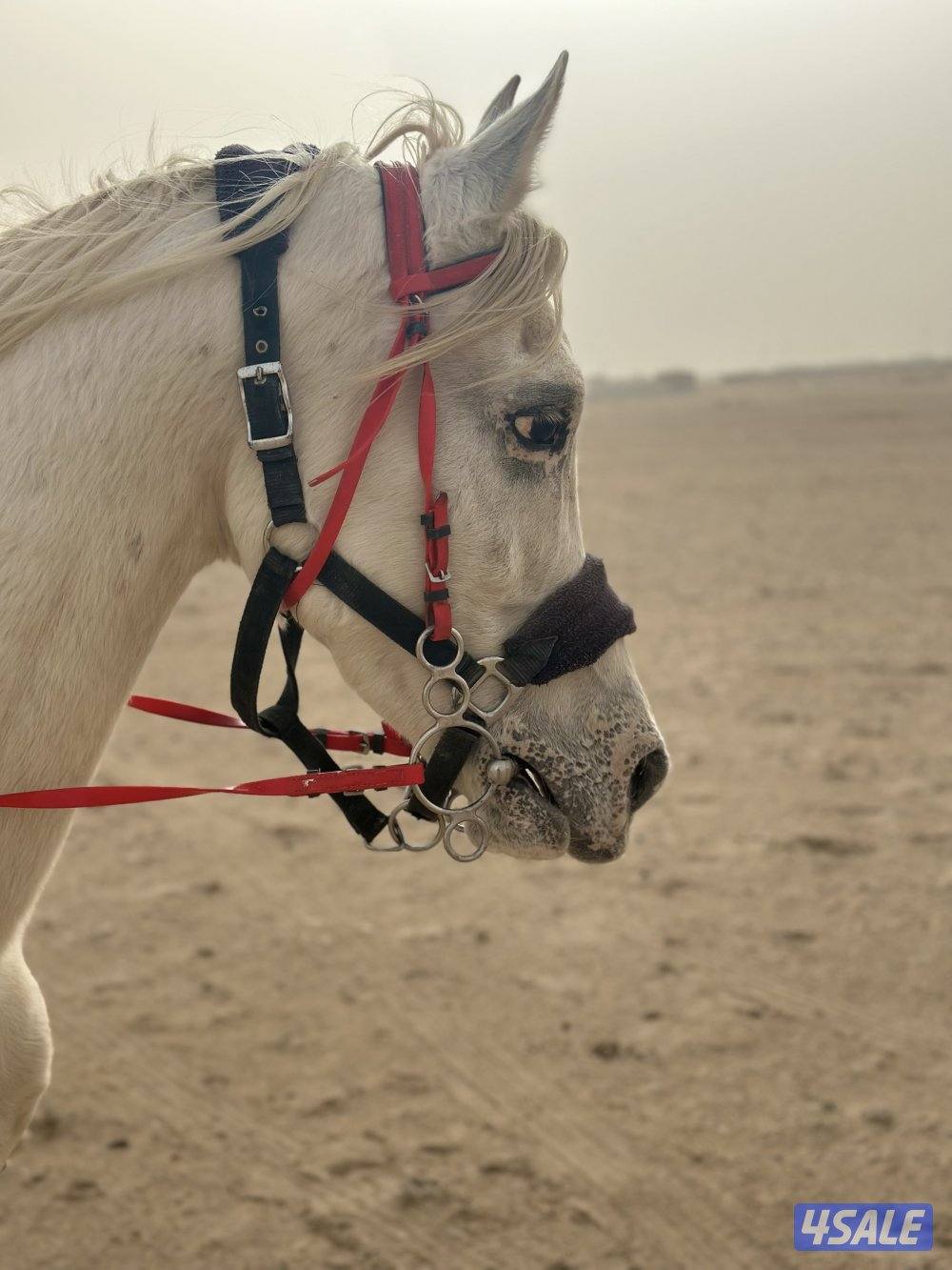 للبيع حصان بلدي خياله1