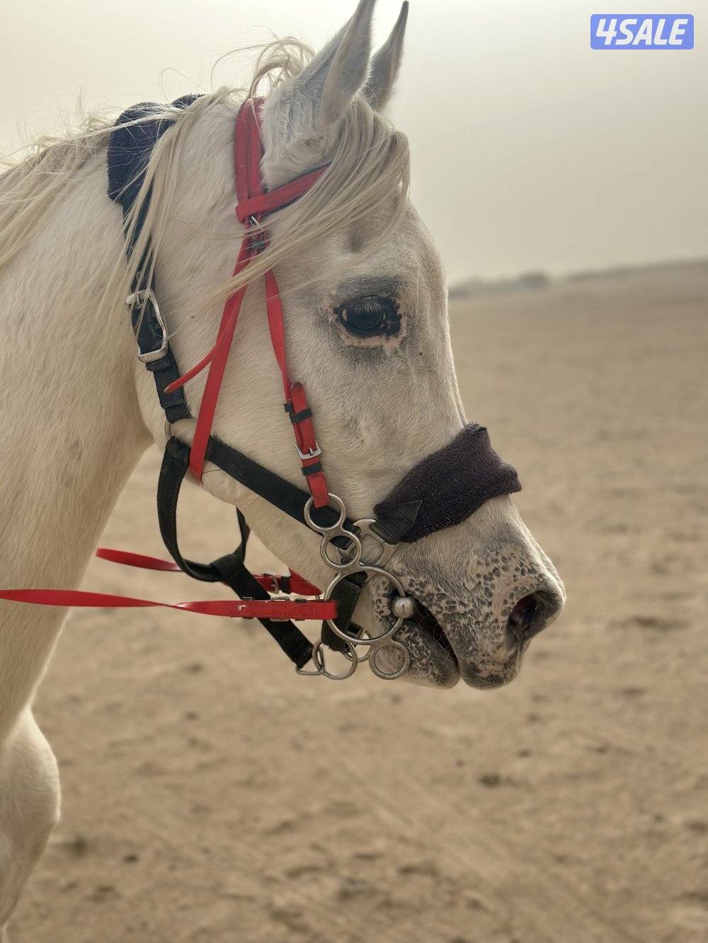 للبيع حصان بلدي خياله2