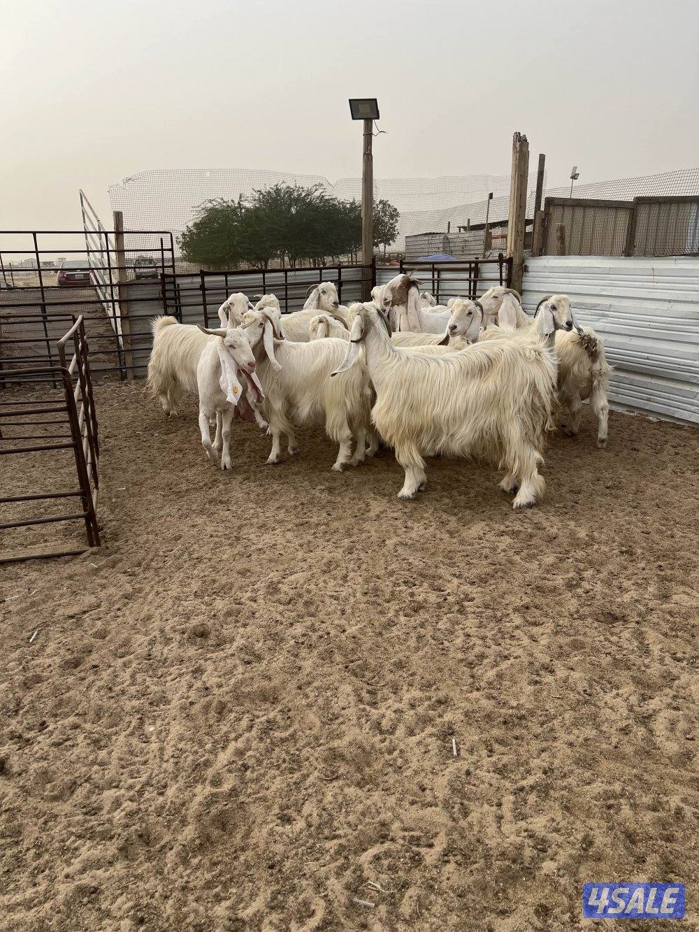 معزه ضرايب بيض شعره وجروم0