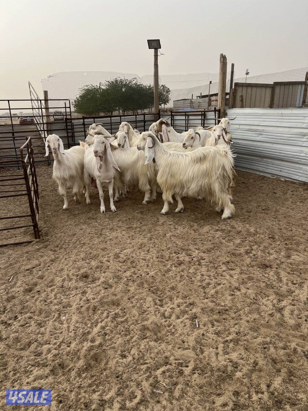 معزه ضرايب بيض شعره وجروم1