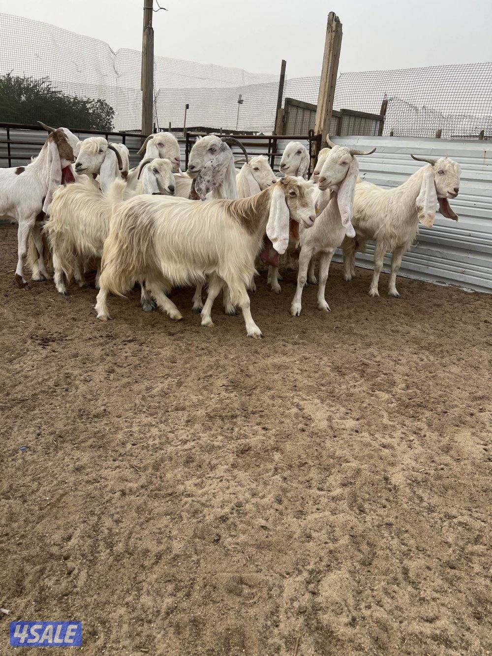 معزه ضرايب بيض شعره وجروم2