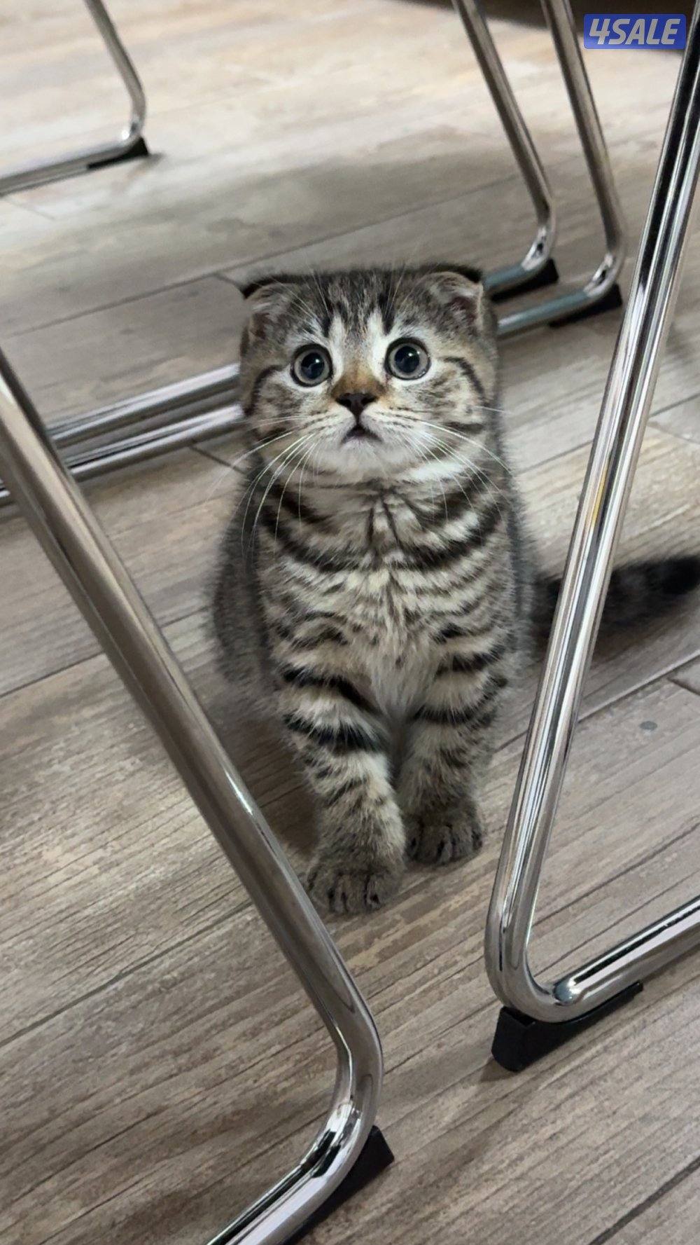 للبيع قطة سكوتش فولد - Scottish fold kitten for sale0