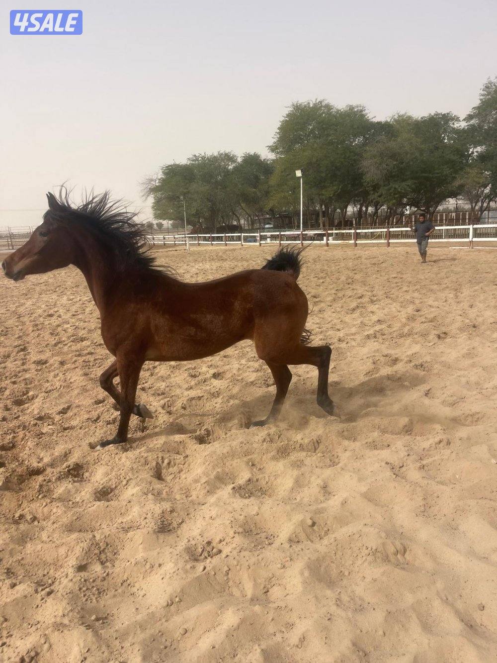 مهرة مصرية1