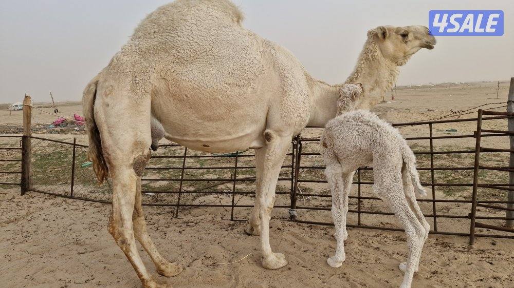 للبيع. خلفه طيبه1