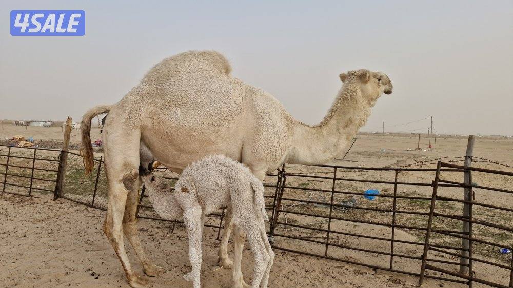 للبيع. خلفه طيبه0