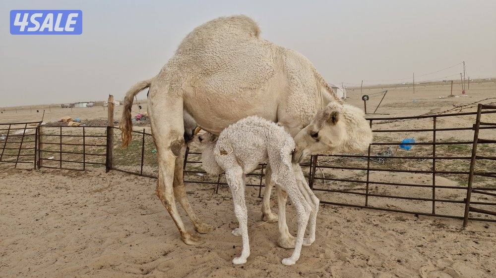 للبيع. خلفه طيبه2