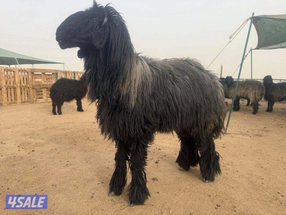 للبيع غنم عرب مضاريع0