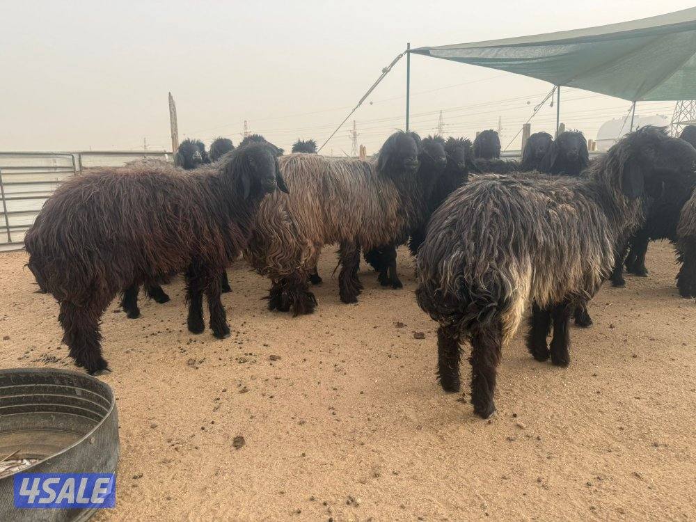 للبيع غنم عرب مضاريع1